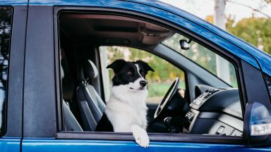 Animali in auto: come trasportarli secondo il Codice della Strada